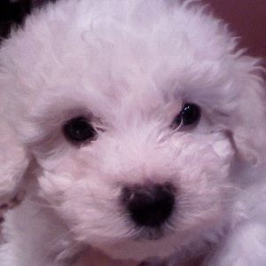 Meet your Posher, Toby